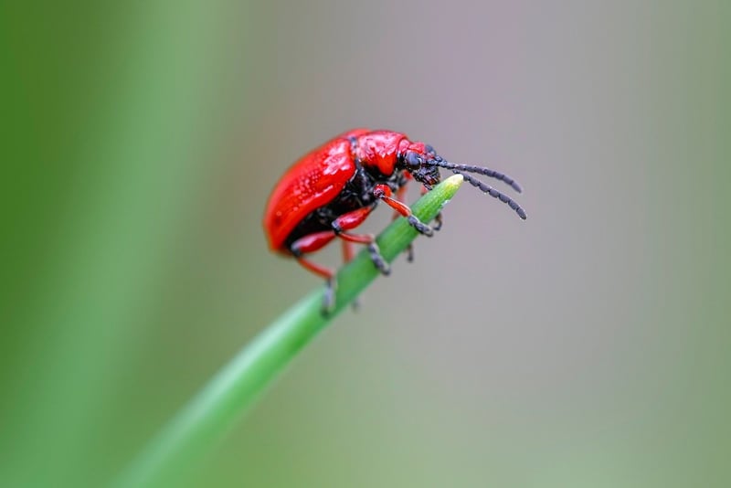 Pest control methods