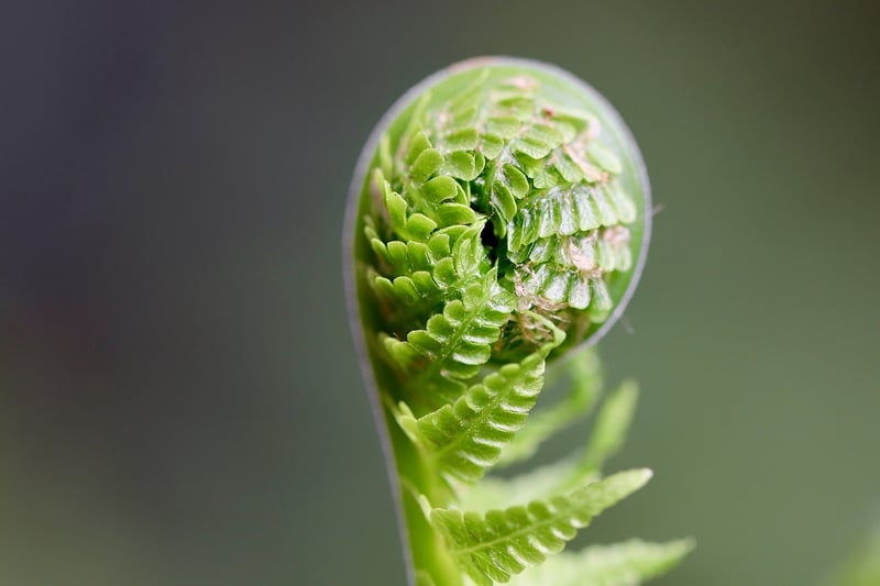 Boston Fern