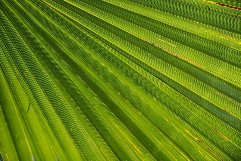 Parlor Palm